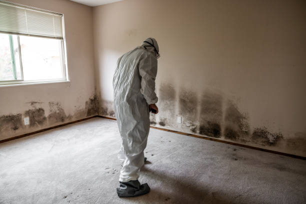Certified Mold Removal in Cairo, IL